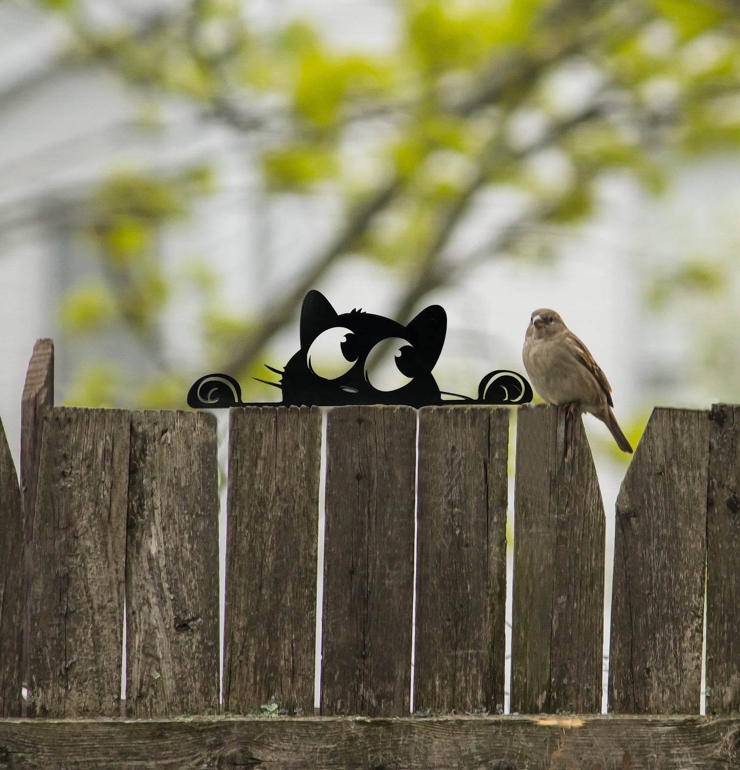 Peekaboo Cats Collection